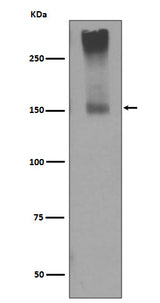 Anti-GRM5/Mglur5 Rabbit Monoclonal Antibody Boster Bio