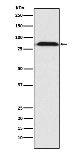 Anti-Furin Monoclonal Antibody Boster Bio