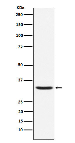 Anti-Hepcidin HAMP Rabbit Monoclonal Antibody Boster Bio