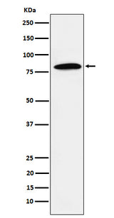 Anti-DBF4 Rabbit Monoclonal Antibody Boster Bio