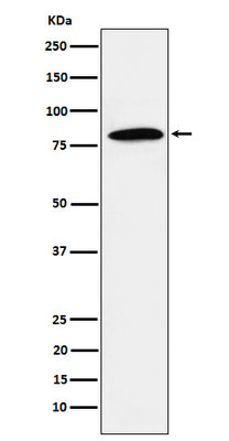 Anti-DBF4 Rabbit Monoclonal Antibody Boster Bio