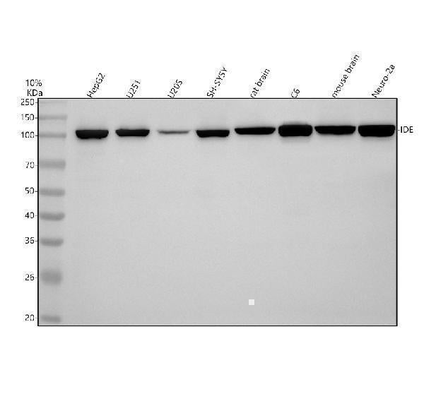 Anti-IDE/Insulysin Rabbit Monoclonal Antibody Boster Bio