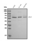 Anti-CDC45L Picoband® Antibody (monoclonal, 6H6 Boster Bio