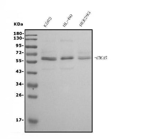 Anti-CDC45L Picoband® Antibody (monoclonal, 6H6 Boster Bio