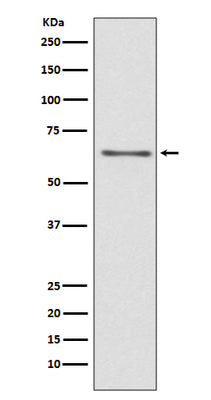 Anti-CDC45/Cdc45L Rabbit Monoclonal Antibody Boster Bio