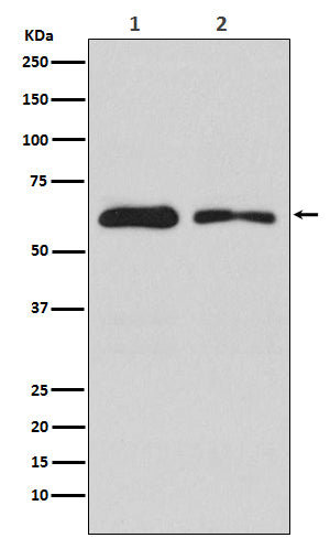 Anti-DOPA Decarboxylase Rabbit Monoclonal Antibody Boster Bio