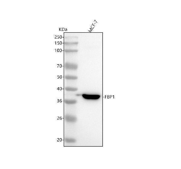 Anti-FBP1 Rabbit Monoclonal Antibody Boster Bio