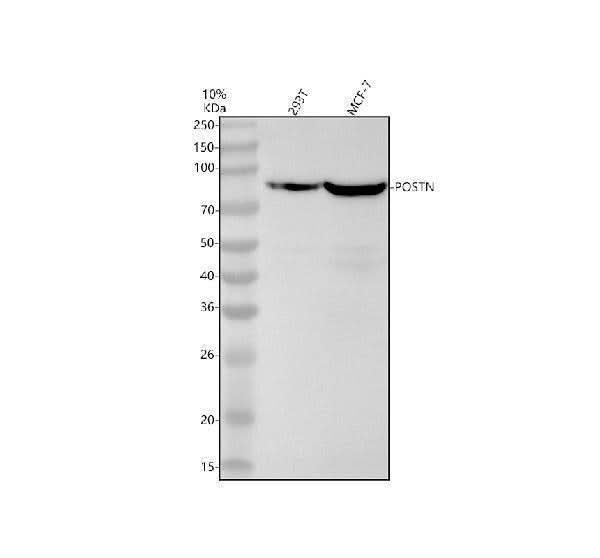 Anti-Periostin Monoclonal Antibody Boster Bio