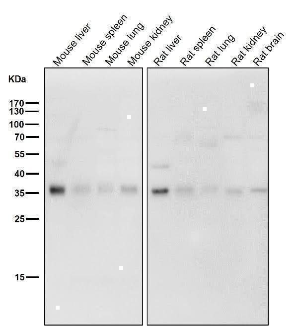 Anti-Torsin A TOR1A Rabbit Monoclonal Antibody Boster Bio