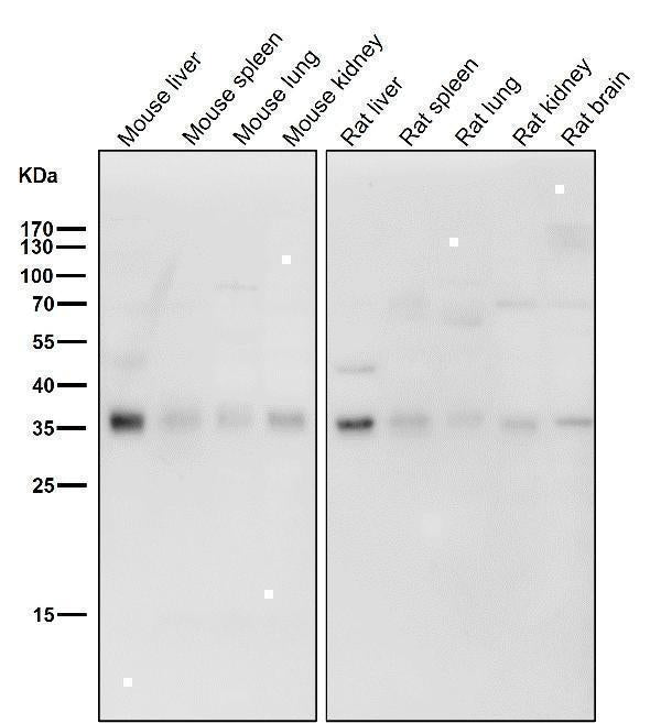 Anti-Torsin A TOR1A Rabbit Monoclonal Antibody Boster Bio