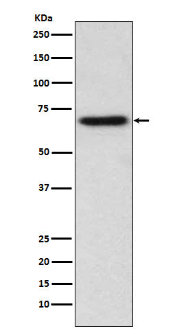 Anti-ITK Monoclonal Antibody Boster Bio