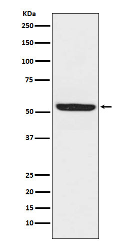 Anti-SPHK1 Monoclonal Antibody Boster Bio