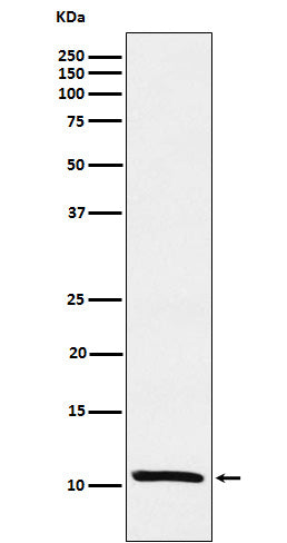 Anti-Estrogen Inducible Protein pS2 Monoclonal Antibody Boster Bio