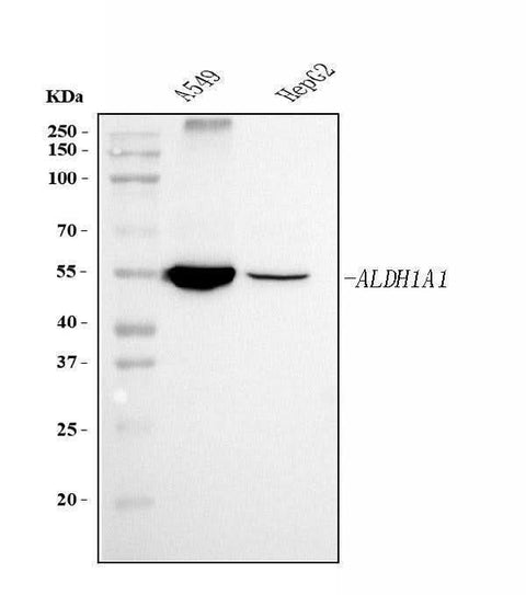Anti-ALDH1A1 Antibody Picoband® (monoclonal, 4C3 Boster Bio