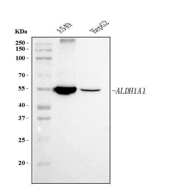 Anti-ALDH1A1 Antibody Picoband® (monoclonal, 4C3 Boster Bio