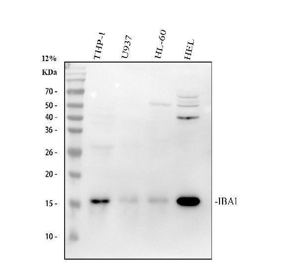 Anti-IBA1 AIF1 Monoclonal Antibody Boster Bio
