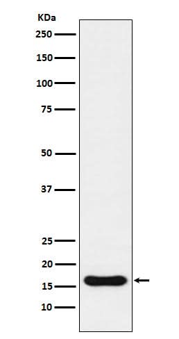 Anti-Iba1 AIF1 Monoclonal Antibody Boster Bio