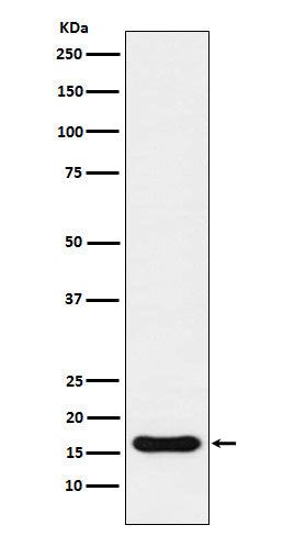Anti-Iba1 AIF1 Monoclonal Antibody Boster Bio