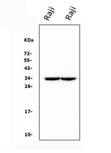 Anti-CD79b Antibody Picoband®(monoclonal, 6H11 Boster Bio