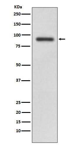 Anti-RALBP1 Rabbit Monoclonal Antibody Boster Bio