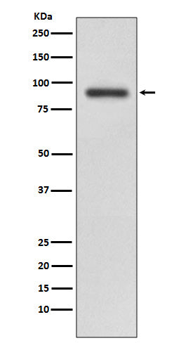 Anti-RALBP1 Rabbit Monoclonal Antibody Boster Bio