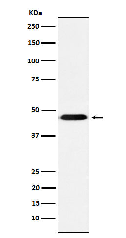 Anti-CD16 Rabbit Monoclonal Antibody Boster Bio