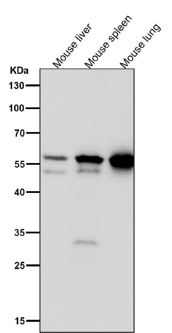 Anti-Lyn Rabbit Monoclonal Antibody Boster Bio