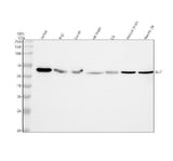 Anti-ELK1 Rabbit Monoclonal Antibody Boster Bio