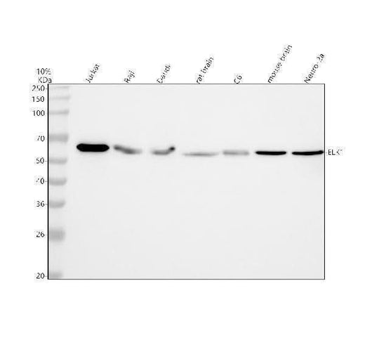 Anti-ELK1 Rabbit Monoclonal Antibody Boster Bio