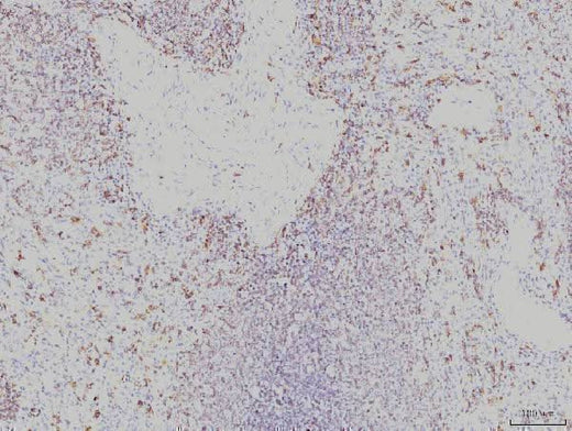Anti-Rab11A Antibody Picoband® (monoclonal, 4H9 Boster Bio