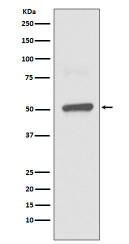 Anti-BPI Rabbit Monoclonal Antibody Boster Bio