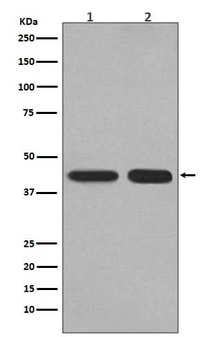 Anti-PGK1 Rabbit Monoclonal Antibody Boster Bio