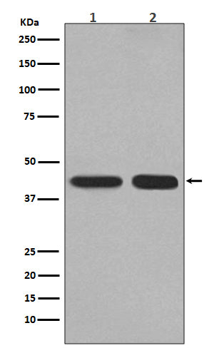 Anti-PGK1 Rabbit Monoclonal Antibody Boster Bio