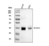 Anti-CD32 FCGR2A Rabbit Monoclonal Antibody Boster Bio