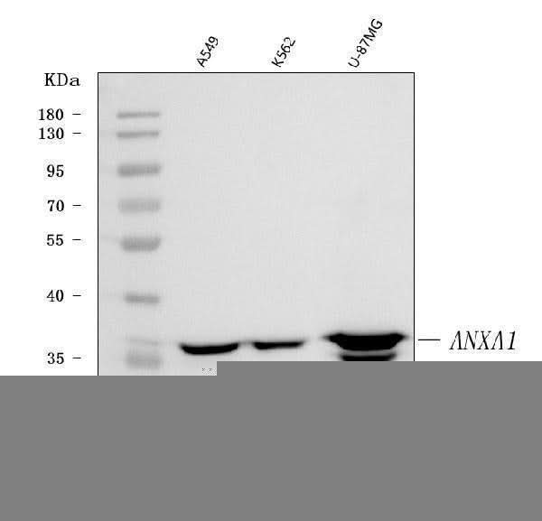Anti-Annexin A1/ANXA1 Antibody Picoband® (monoclonal, 6B7F8 Boster Bio