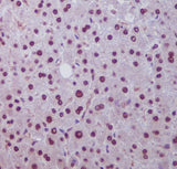Anti-Hes1 Rabbit Monoclonal Antibody Boster Bio