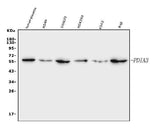 Anti-ERp57 Antibody Picoband® (monoclonal, 7E5 Boster Bio