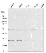 Anti-BNIP3 Rabbit Monoclonal Antibody Boster Bio