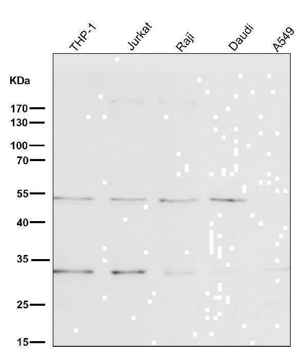 Anti-BNIP3 Rabbit Monoclonal Antibody Boster Bio