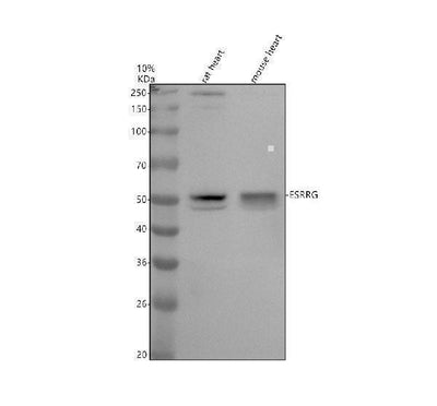 Anti-ESRRG Rabbit Monoclonal Antibody Boster Bio