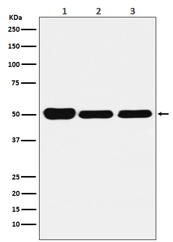 Anti-GLUR Rabbit Monoclonal Antibody Boster Bio