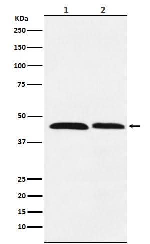 Anti-FEN1 Rabbit Monoclonal Antibody Boster Bio