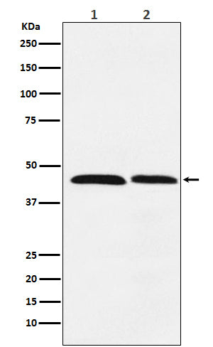 Anti-FEN1 Rabbit Monoclonal Antibody Boster Bio