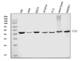 Anti-FEN1 Antibody Picoband® (monoclonal, 6F3F2 Boster Bio