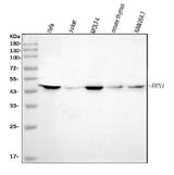 Anti-FEN1 Antibody Picoband® (monoclonal, 7D11D7 Boster Bio