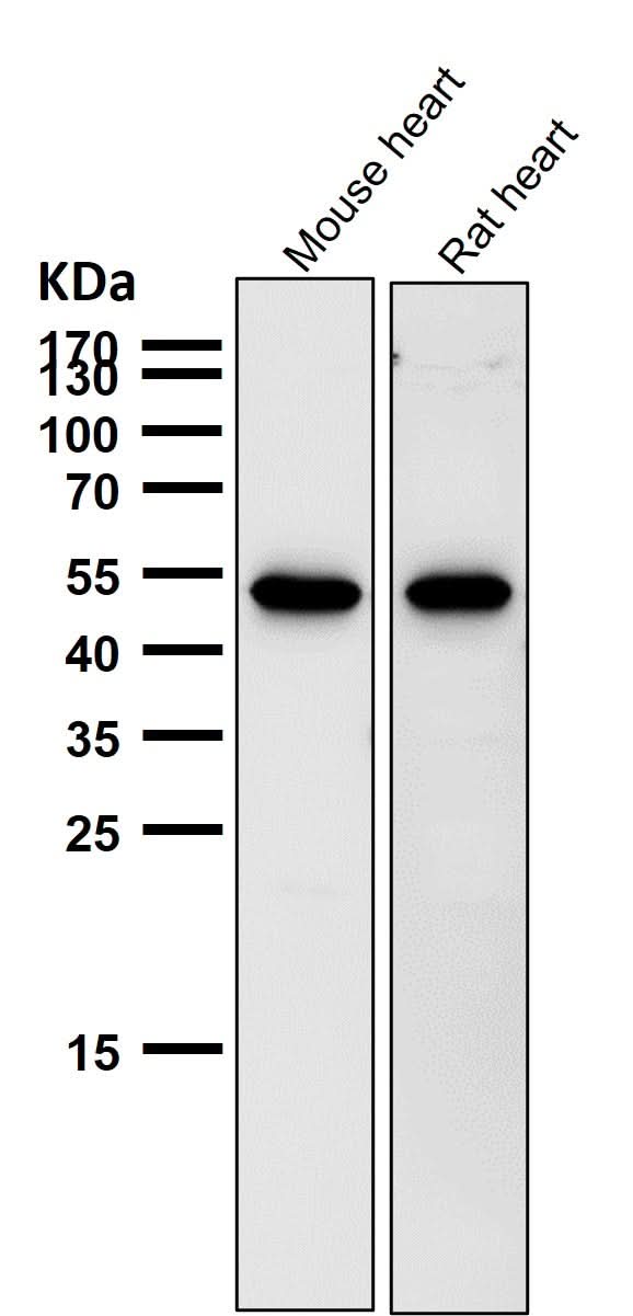 Anti-Met (c-Met) Rabbit Monoclonal Antibody Boster Bio