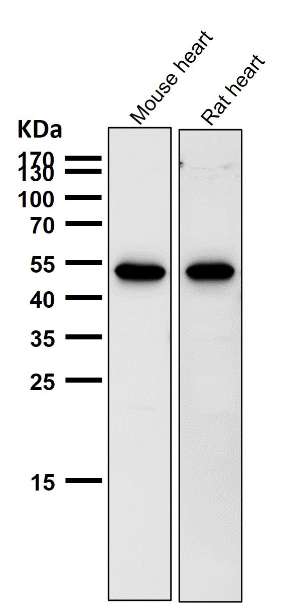 Anti-Met (c-Met) Rabbit Monoclonal Antibody Boster Bio