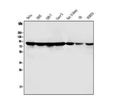 Anti-PARN Antibody Picoband® (monoclonal, 11D8 Boster Bio