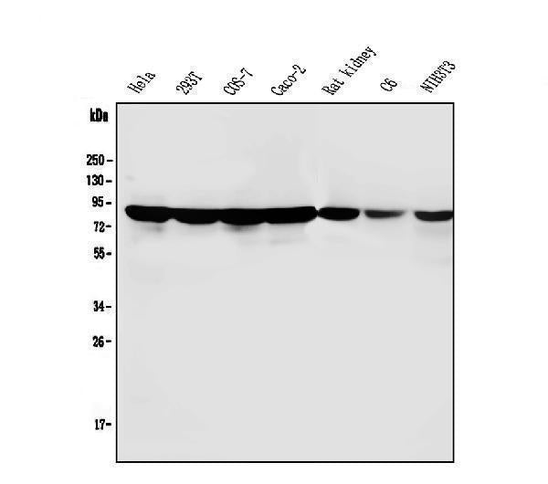 Anti-PARN Antibody Picoband® (monoclonal, 11D8 Boster Bio