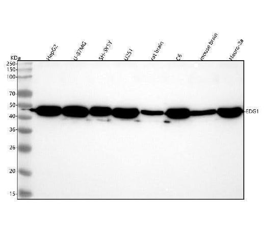 Anti-EDG1 S1PR1 Rabbit Monoclonal Antibody Boster Bio